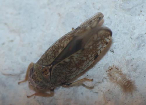 Réf. 278 445 : Orientus ishidae